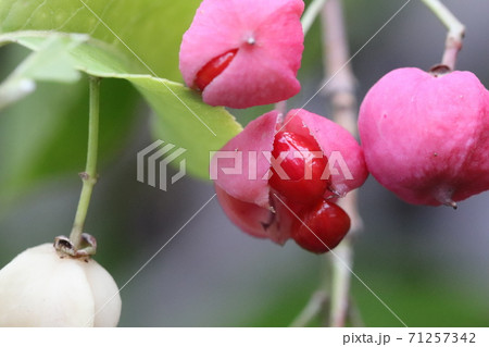 マユミの実 マユミの実 71257342