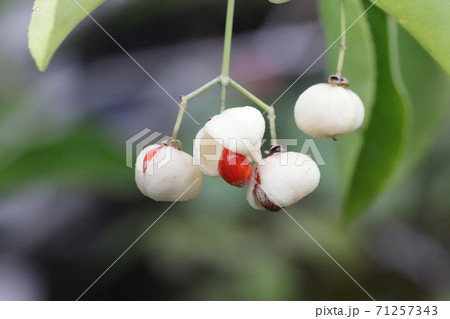 マユミの実 71257343