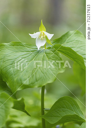 ミヤマエンレイソウ　札幌市 71257615