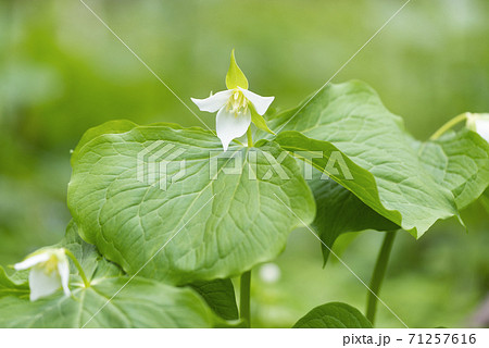 ミヤマエンレイソウ 札幌市 ミヤマエンレイソウ 札幌市 71257616