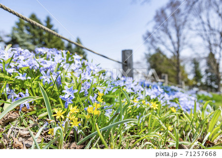 キバナノアマナ　百合が原公園 71257668