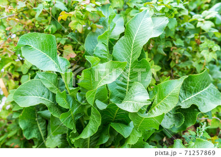 Horseradish bush close up. Green leaves horseradish background. selective focus Horseradish bush close up. Green leaves horseradish background. selective focus 71257869