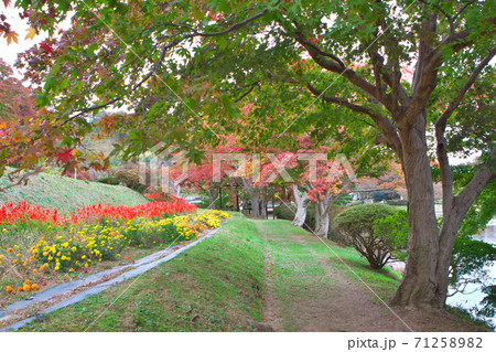 紅葉と秋の花が綺麗な公園 71258982