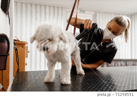 Dog showering and drying at the grooming saloon by pet beautician Dog showering and drying at the grooming saloon by pet beautician 71259551