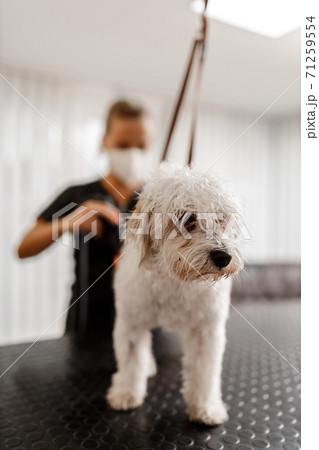 Dog showering and drying at the grooming saloon by pet beautician 71259554