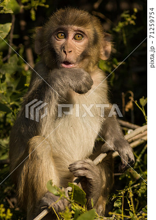 Rhesus macaque or Macaca mulatta monkey baby portrait with funny facial expression at keoladeo ghana national park bharatpur rajasthan india 71259754