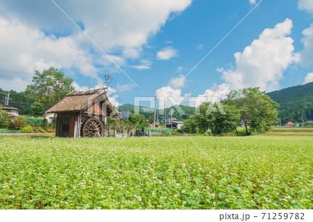 水車小屋とそば畑【大町市美麻新行】 水車小屋とそば畑【大町市美麻新行】 71259782