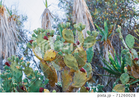 Beautiful Prickly Pear Cactus with burgundy fruits in Ayia Napa coast in Cyprus. Opuntia, ficus-indica, Indian fig opuntia, barbary fig, blooming cactus pear 71260028