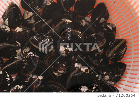 シジミの砂抜き 71260254