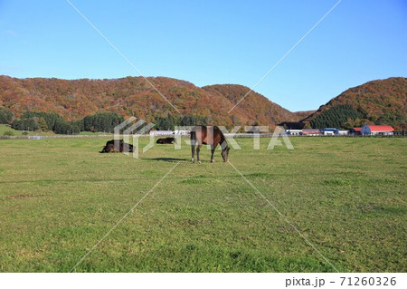 牧場の風景(北海道新冠町) 牧場の風景(北海道新冠町) 71260326