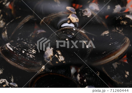 シジミの砂抜き シジミの砂抜き 71260444