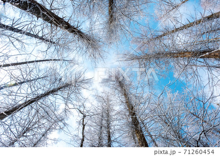 森に新雪が積もりました 森に新雪が積もりました 71260454