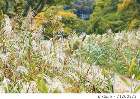 湘南三浦半島首都圏の秘境神奈川県三浦市小網代の森の秋(曇) 湘南三浦半島首都圏の秘境神奈川県三浦市小網代の森の秋(曇) 71260575