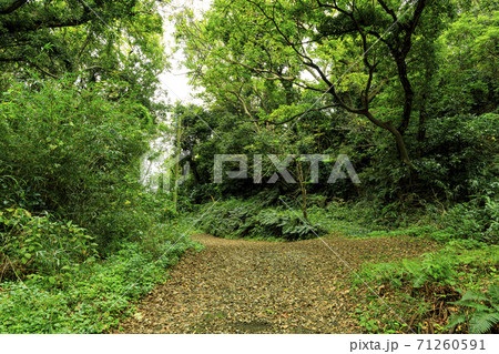 湘南三浦半島首都圏の秘境神奈川県三浦市小網代の森の秋（曇） 71260591