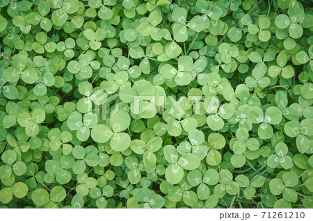 クローバーの葉 緑色の背景素材の写真素材