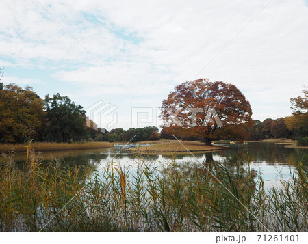 池に浮かぶ一本の紅葉木 池に浮かぶ一本の紅葉木 71261401
