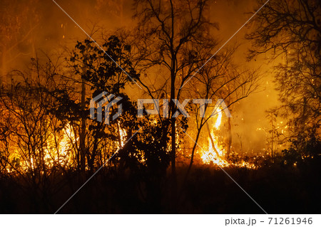 forest fire disaster is burning caused by human 71261946