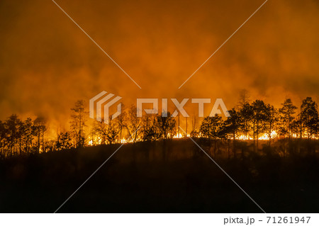 forest fire disaster is burning caused by human forest fire disaster is burning caused by human 71261947