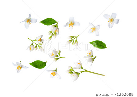 Set of beautiful jasmine flowers and branchs isolated on white background closeup. Top view. Copy space 71262089