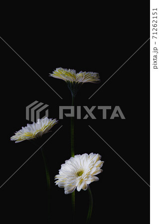 ガーベラ-31 ガーベラ-31 71262151