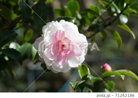 秋に咲いた白と淡いピンク色の山茶花の花の写真素材