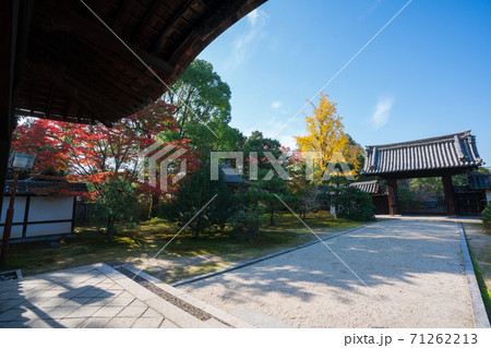 京都　随心院の薬医門と銀杏の木 71262213