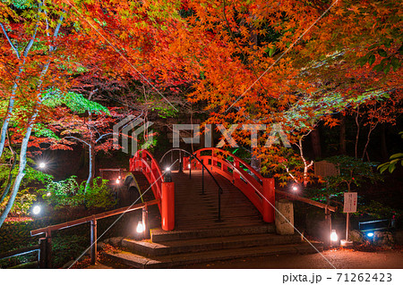 京都　北野天満宮　もみじ苑の紅葉 71262423