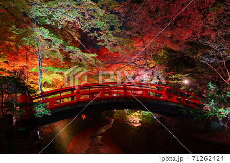 京都　北野天満宮　もみじ苑の紅葉 71262424