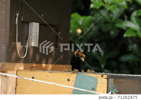 オオスズメバチと蜜蜂の格闘 オオスズメバチと蜜蜂の格闘 71262975