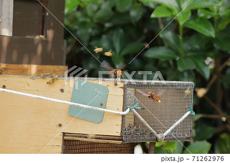 オオスズメバチと蜜蜂の格闘 71262976