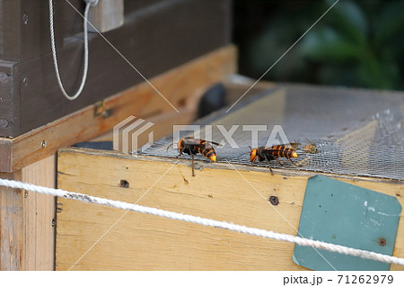 オオスズメバチと蜜蜂の格闘 オオスズメバチと蜜蜂の格闘 71262979