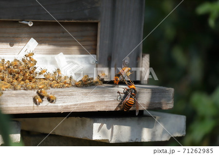 オオスズメバチと蜜蜂の格闘 オオスズメバチと蜜蜂の格闘 71262985