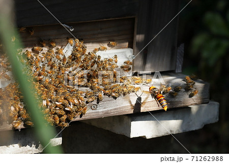 オオスズメバチと蜜蜂の格闘 オオスズメバチと蜜蜂の格闘 71262988