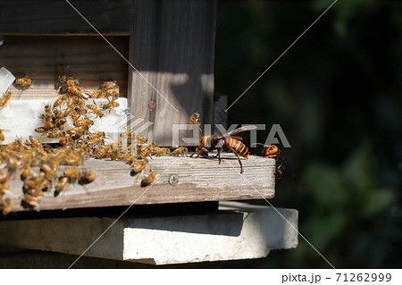 オオスズメバチと蜜蜂の格闘 71262999