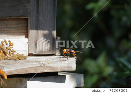 オオスズメバチと蜜蜂の格闘 オオスズメバチと蜜蜂の格闘 71263001