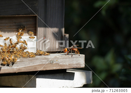 オオスズメバチと蜜蜂の格闘 オオスズメバチと蜜蜂の格闘 71263005