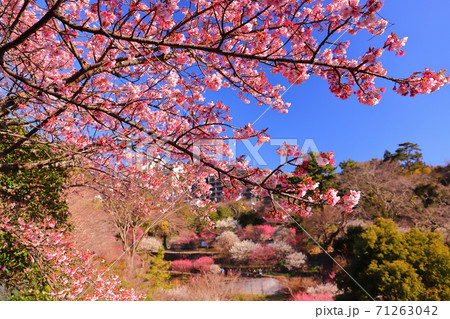 熱海梅園 河津桜と梅園の景色 熱海梅園 河津桜と梅園の景色 71263042