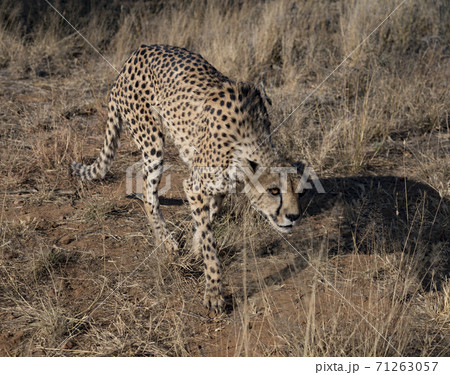 Cheetah walks slowly across desert scrub Cheetah walks slowly across desert scrub 71263057