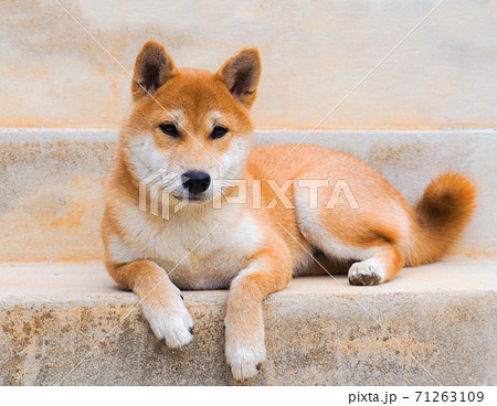 Shiba Inu puppy looks like a little fox Shiba Inu puppy looks like a little fox 71263109