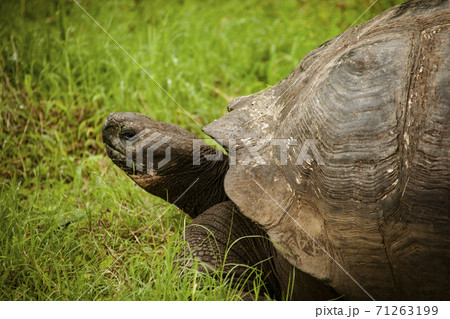 Galapagos Tortoise Profile Galapagos Tortoise Profile 71263199