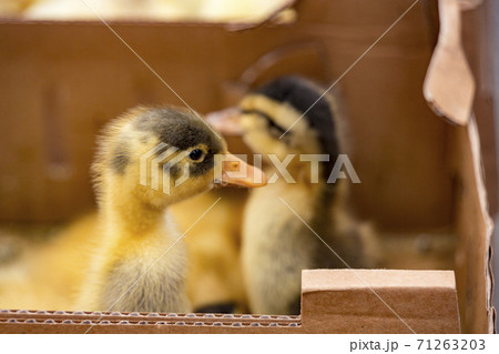 Baby ducks crowded in crates 71263203