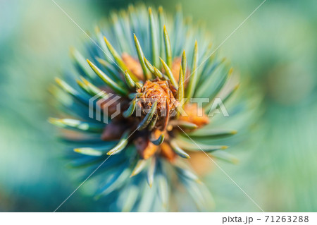 Natural branch Christmas blue spruce tree with needles growing in Xmas forest. Macro photography, extreme close-up view of Colorado spruce 71263288