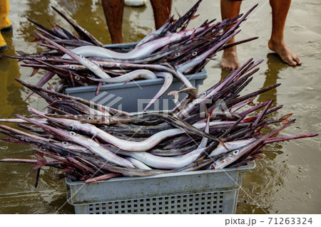 Needle nose garfish freshly caught 71263324