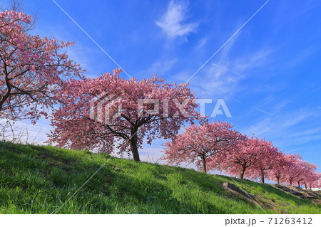 埼玉家坂戸市すみよし桜堤の河津桜 71263412