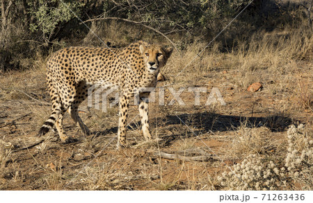 Cheetah walks slowly across desert scrub 71263436