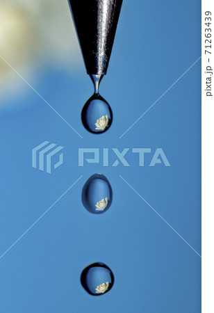 Water World White Rose 71263439