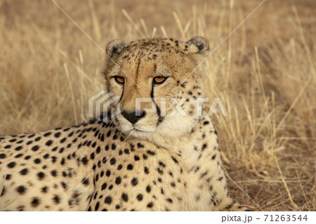 Adult cheetah lies down in dry grass Adult cheetah lies down in dry grass 71263544