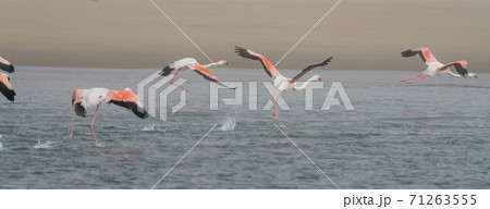 Flamingos in flight over a salt marsh Flamingos in flight over a salt marsh 71263555