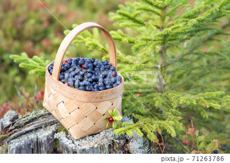 Wild berries in a wicker basket on an old tree stump Wild berries in a wicker basket on an old tree stump 71263786
