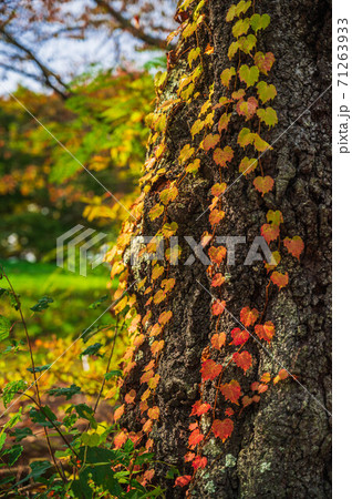 桜の木に這う紅葉したツタの写真素材